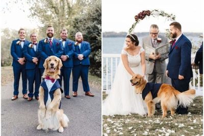 Gemas! Anjing Ini Jadi Pengiring Pengantin, Lengkap Pakai Jas dan Dasi