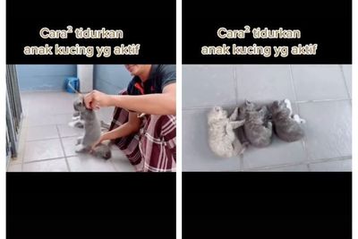 Layaknya Pesulap, Dalam Sekejap Pria Ini Bikin 3 Anak Kucing Tidur, Kok Bisa?