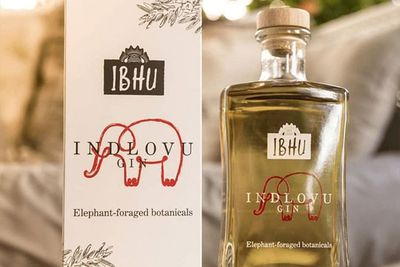 Gin Indlovu, Minuman Keras Premium Berbahan Kotoran Gajah, Segini Harganya