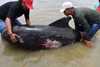 FOTO: Puluhan Paus Pilot Terdampar di Bangkalan