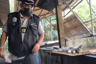 Lalat, Anjing, Kotoran Tikus hingga Bakai Kucing Ditemukan di Sebuah Pabrik Makanan Ini