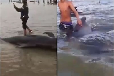 Puluhan Paus Terdampar di Pantai Madura, Sempat Digiring ke Laut, Namun Kembali Lagi