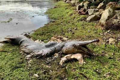 Ikan Prasejarah yang Mirip dengan Buaya Ditemukan di Danau Singapura, Masyarakat Panik