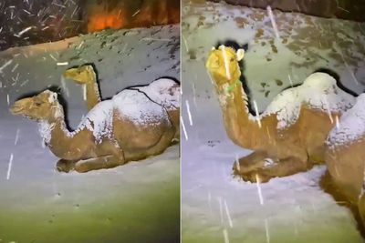 Salju Turun di Arab Saudi, Unta Tampak Kebingungan