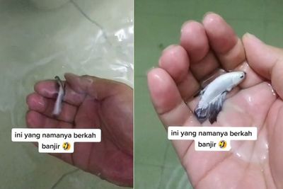Berkah Banjir, Pria Ini Tak Sengaja Temukan Ikan Cupang Cantik Nyasar ke Rumahnya