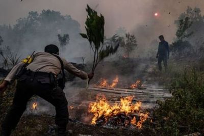 Lahan Kelapa Sawit Milik Purnawirawan TNI Terbakar, Belum Pasti Penyebab Kebakaran