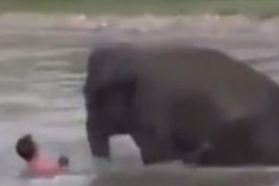 Viral Video Anak Gajah Selamatkan Pria yang Hanyut, Netizen: Hewan Saja Punya Hati Nurani