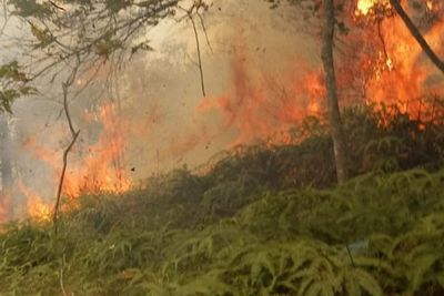 5 Kawasan Hutan di Batam Terbakar, Mandala Agni Sebut belum Butuh Bantuan Helikopter