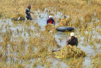 FOTO: Ribuan Hektare Tanaman Padi Gagal Panen di Kudus