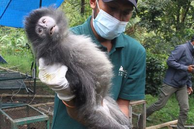 FOTO: Pemeriksaan Kesehatan Lutung Jawa Hasil Sitaan
