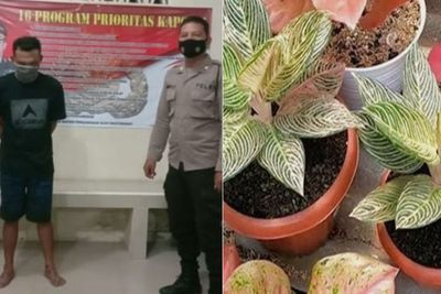 Beli Tanaman Hias Aglonema Rp16 Juta Tapi Tidak Mau Bayar, Pria Ini Ditangkap Polisi