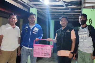 Sempat Mengira Musang, Warga Batu Ponjong Serahkan Nycticebus Coucang ke BKSDA Sumbar