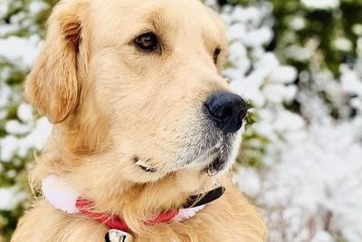 Menggemaskan! Anjing Ini Selalu Bernyanyi saat Pemiliknya Memainkan Piano