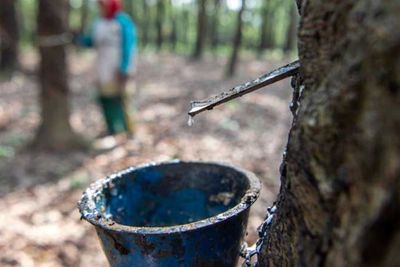Dalam Sepekan Terakhir, Harga Karet Alam di Sumatera Selatan Naik, per Kilogram Rp20 Ribu