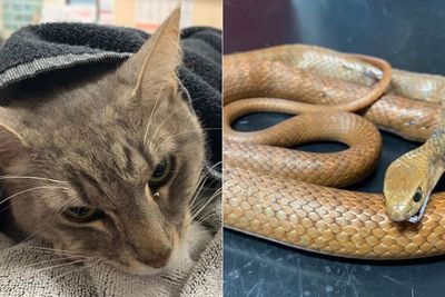 Kisah Kucing Heroik Mati Saat Lawan Ular Berbisa Demi Selamatkan Anak Pemiliknya