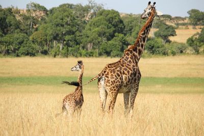 Tersengat Listrik, 2 Ekor Jerapah Langka di Kenya Mati