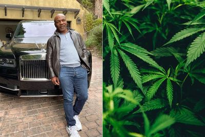 Mike Tyson Sukses Menjadi Petani Ganja, Raup Rp5 Miliar dalam Sebulan