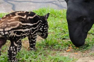 Taman Rekreasi Tawarkan Rp34 Juta Bagi Siapapun yang Bisa Memberi Nama Bayi Tapir Ini