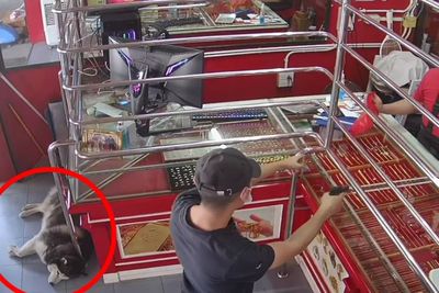 Video Anjing Penjaga yang Asyik Tidur di Bawah Saat Majikannya Ditodong Senjata