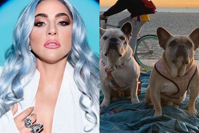 Beri Hadiah Rp7,1 Miliar, Dua Anjing French Bulldog Lady Gaga Akhirnya Ditemukan