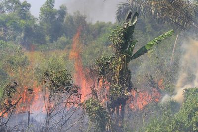 Hasil Deteksi BMKG: Ada 13 Titik Panas di Provinsi Sumut
