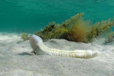 Alamak! Penyelam Ini Temukan Cacing Besar Mirip Penis saat Menyelam di Laut Australia