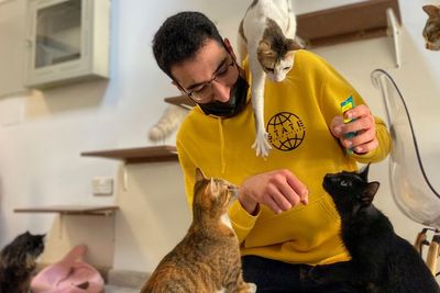 Di Tengah Tekanan Hidup, Kafe Kucing Ini Jadi Surga Bagi Pecinta Anabul
