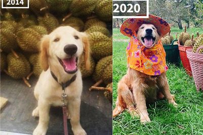Anjing Menggemaskan Ini Gemar Bantu Keluarganya Berdagang Durian