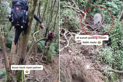 Video Pendaki Lagi Treking Naik Gunung, Ketemu Bagas (Babi Ganas) Auto Panjat Pohon Semua