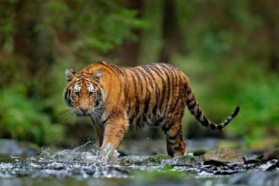 Harimau Sumatera Korban Konflik Kembali Bebas Lepas di Taman Nasional Kerinci Seblat