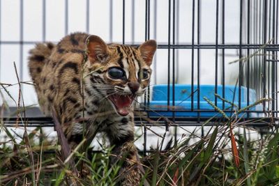 FOTO: Pelepasliaran Kucing Hutan di Aceh Utara