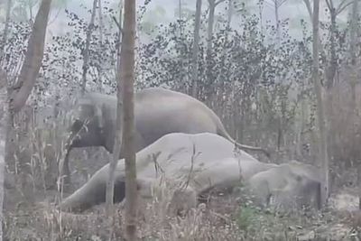 Ingin Selamatkan Induknya yang Terluka, Anak Gajah Ini Justru Menyerang Tim Medis