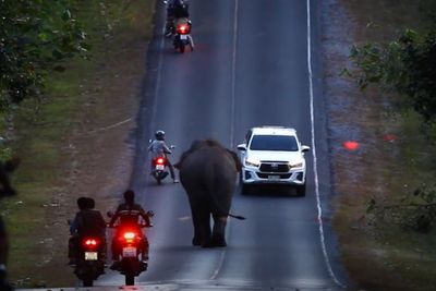 Viral, Momen Gajah Berjalan di Jalan Pegunungan Thailand Bikin Pengendara Takut