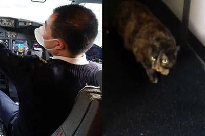 Pesawat Terpaksa Buat Pendaratan Darurat Usai Kucing Marah Masuk ke Kokpit & Serang Pilot