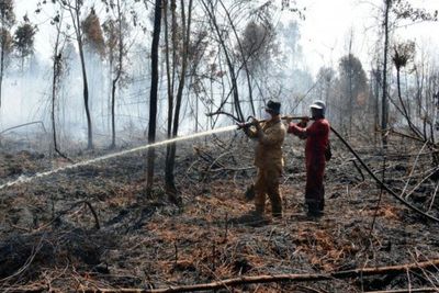 Kebakaran Cagar Biosfer Giam Siak Kecil, BBKSDA Riau Butuh Bantuan Helikopter Padamkan Api