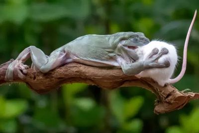 Katak Ini Tertangkap Kamera Fotografer Indonesia Memangsa Tikus yang Lebih Besar Darinya