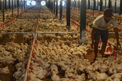Soal Mitos Ayam Potong Disuntik Hormon, Asosiasi Peternak Angkat Bicara
