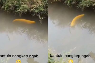 Viral Ikan Diduga Golden Arwana Berenang di Selokan, Netizen: Uang Sedang Berenang