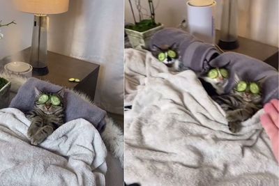 Gemas! Kucing Ini Anteng Saat Ikut Terapi Spa dengan Pemiliknya