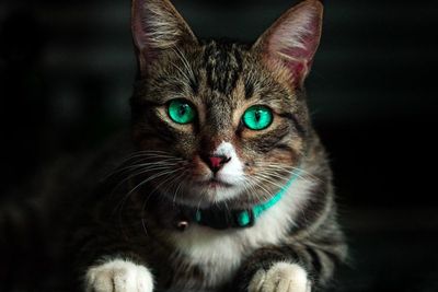 Studi Ini Ungkapkan Kenapa Kucing Tidak Seloyal Anjing!