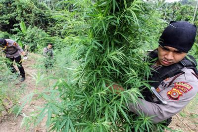 FOTO: Operasi Pemusnahan 5 Hektare Ladang Ganja di Aceh Utara