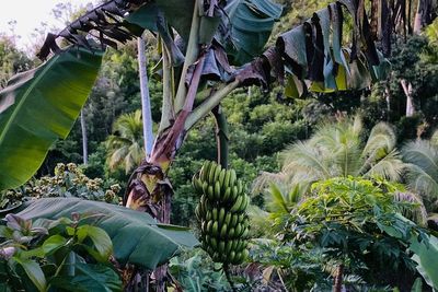 Mitos Atau Fakta, Pohon Pisang Jadi Sarang Pocong?