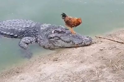 Momen Ayam Betina Santuy Nongkrong di Kepala Buaya, Endingnya Buat Jantung Mau Copot