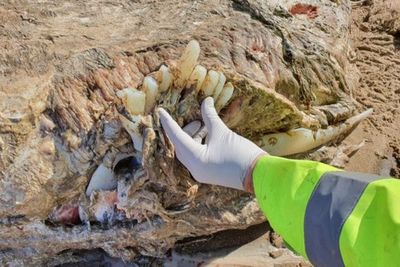 Misteri Binatang Laut Setinggi 23 Kaki yang Ditemukan di Pantai Inggris Buat Pakar Bingung