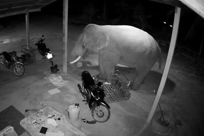 Gajah Liar Kelaparan Tertangkap Kamera CCTV Mencuri Makanan di Rumah Warga