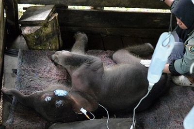Bayi Gajah Inong yang Terjerat Lumpur Akhirnya Mati, Sebelumya Dapat Perawatan di PKG