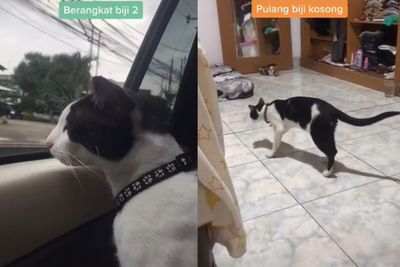 Lihat Kucing Jalannya Kok Beda, Ternyata Habis Dikebiri, Netizen: Ngilu