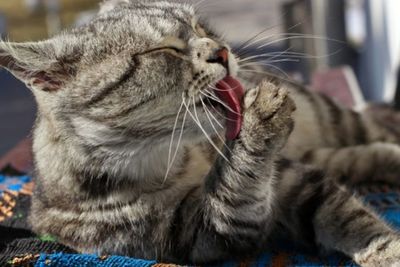 Fakta Unik Air Liur Kucing, Tak Usah Takut Dijilat