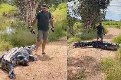 Pria Ini Santai Mengusir Buaya Besar yang Menghalangi Jalan, Netizen Kagum dengan Aksinya