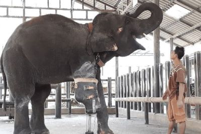 Kebahagiaan Gajah yang Kakinya Putus karena Ranjau, Akhirnya dapat Kaki Prostetik
